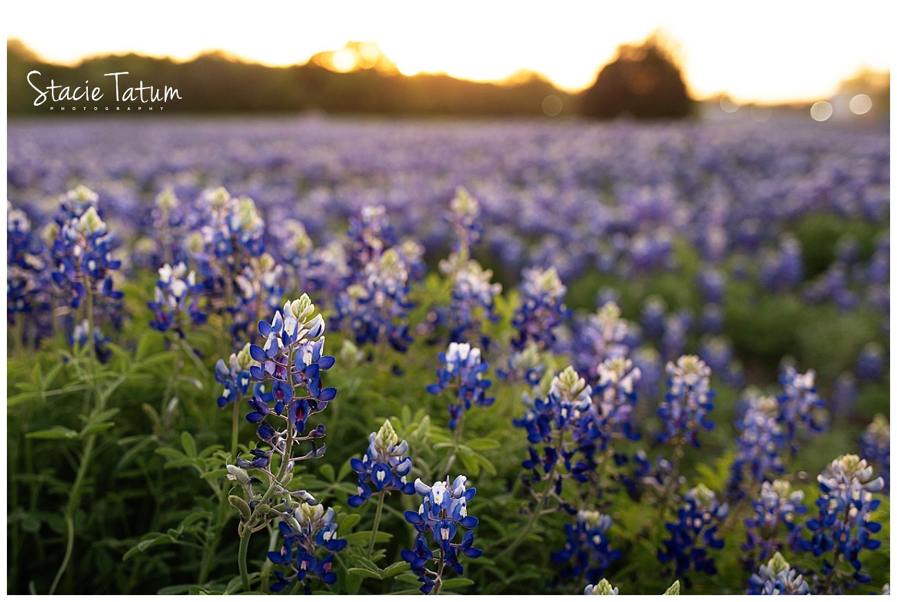 Dallas bluebonnet field at sunset .jpg
